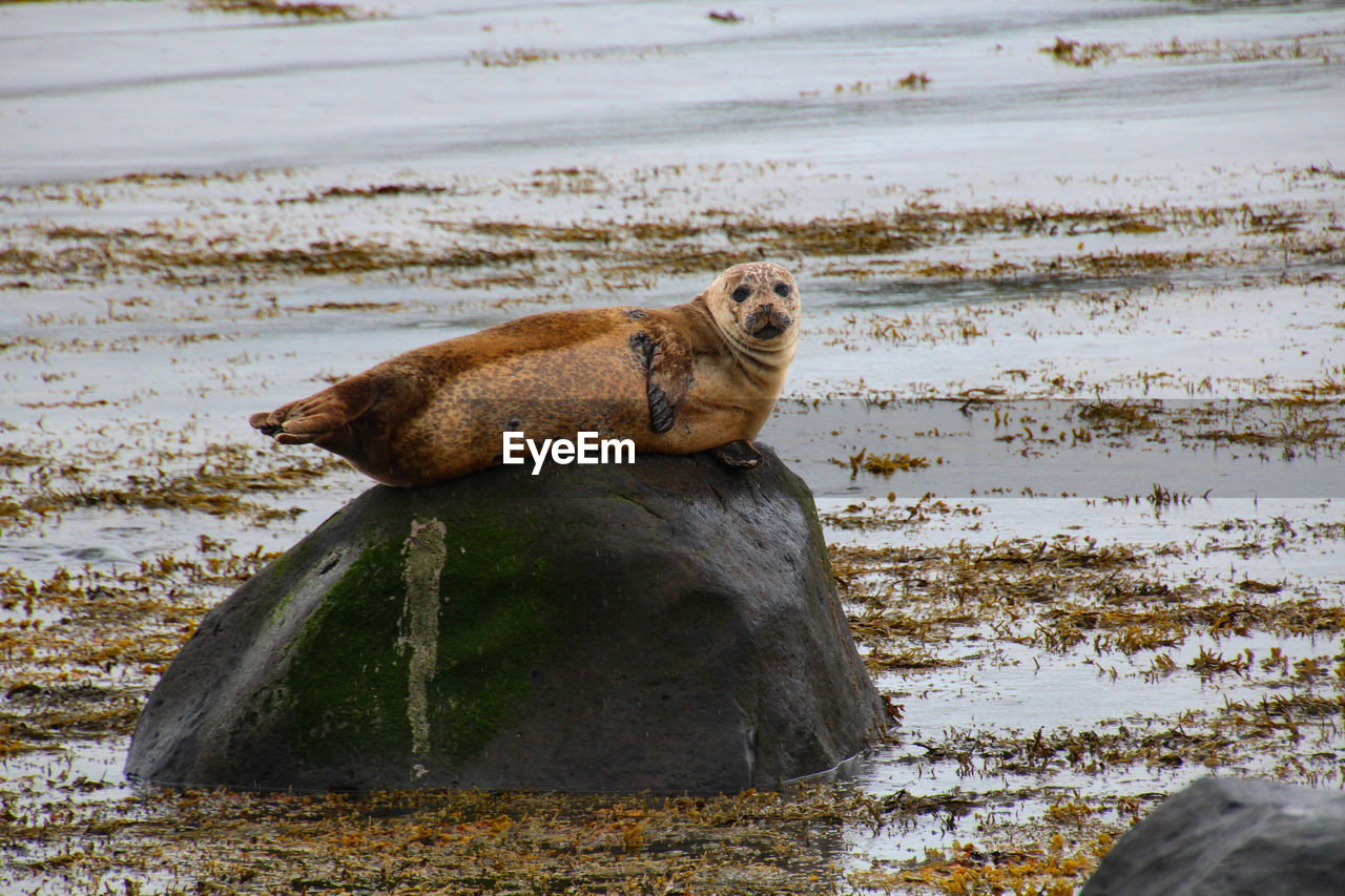 Side view of a seal on a rock