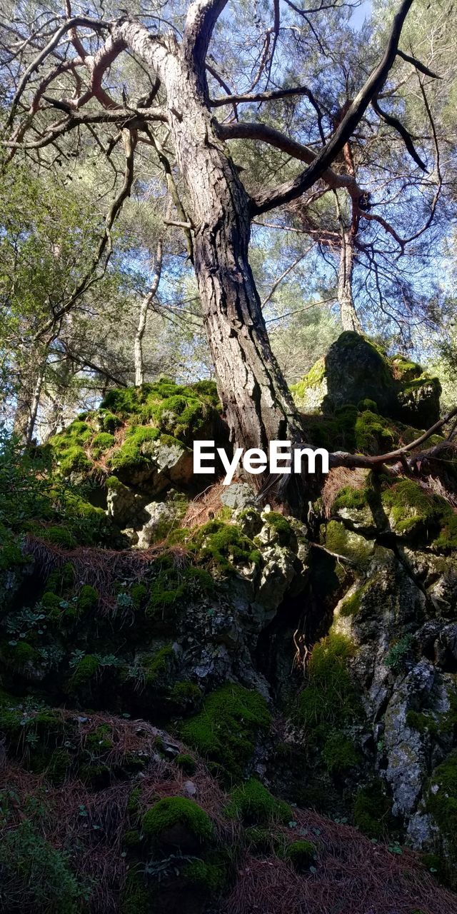 VIEW OF TREES IN THE FOREST