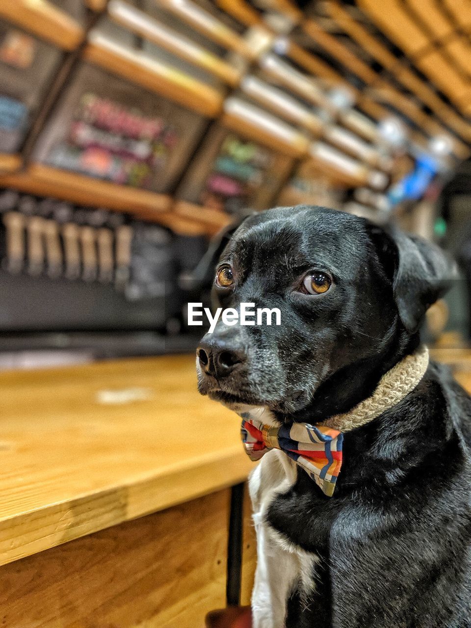 Close-up of dog looking away