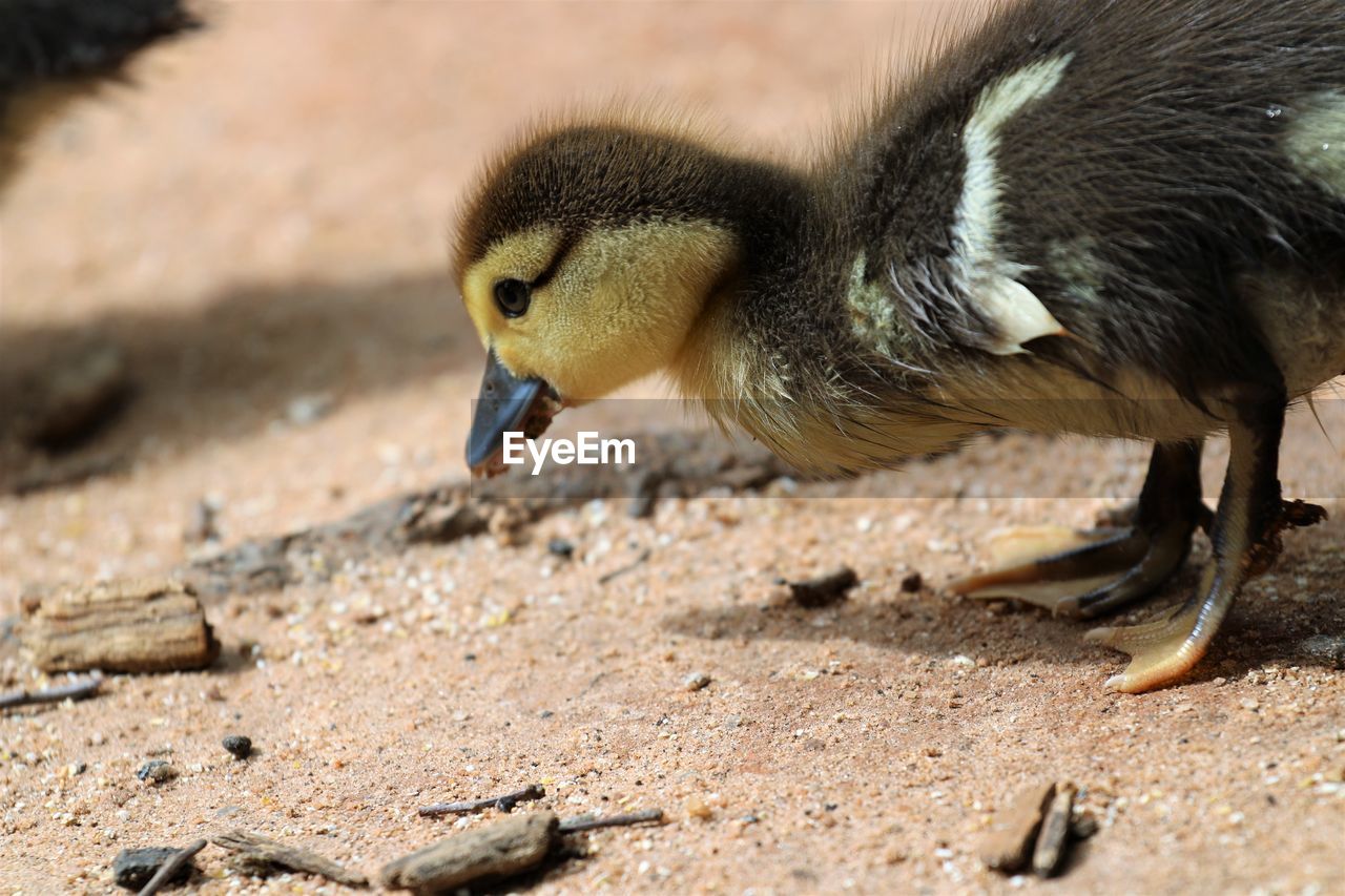 CLOSE-UP OF YOUNG BIRD