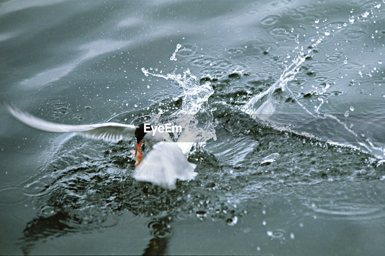 Bird splashing in water