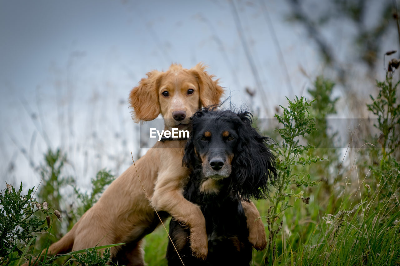 CLOSE-UP PORTRAIT OF DOG SITTING ON GRASS