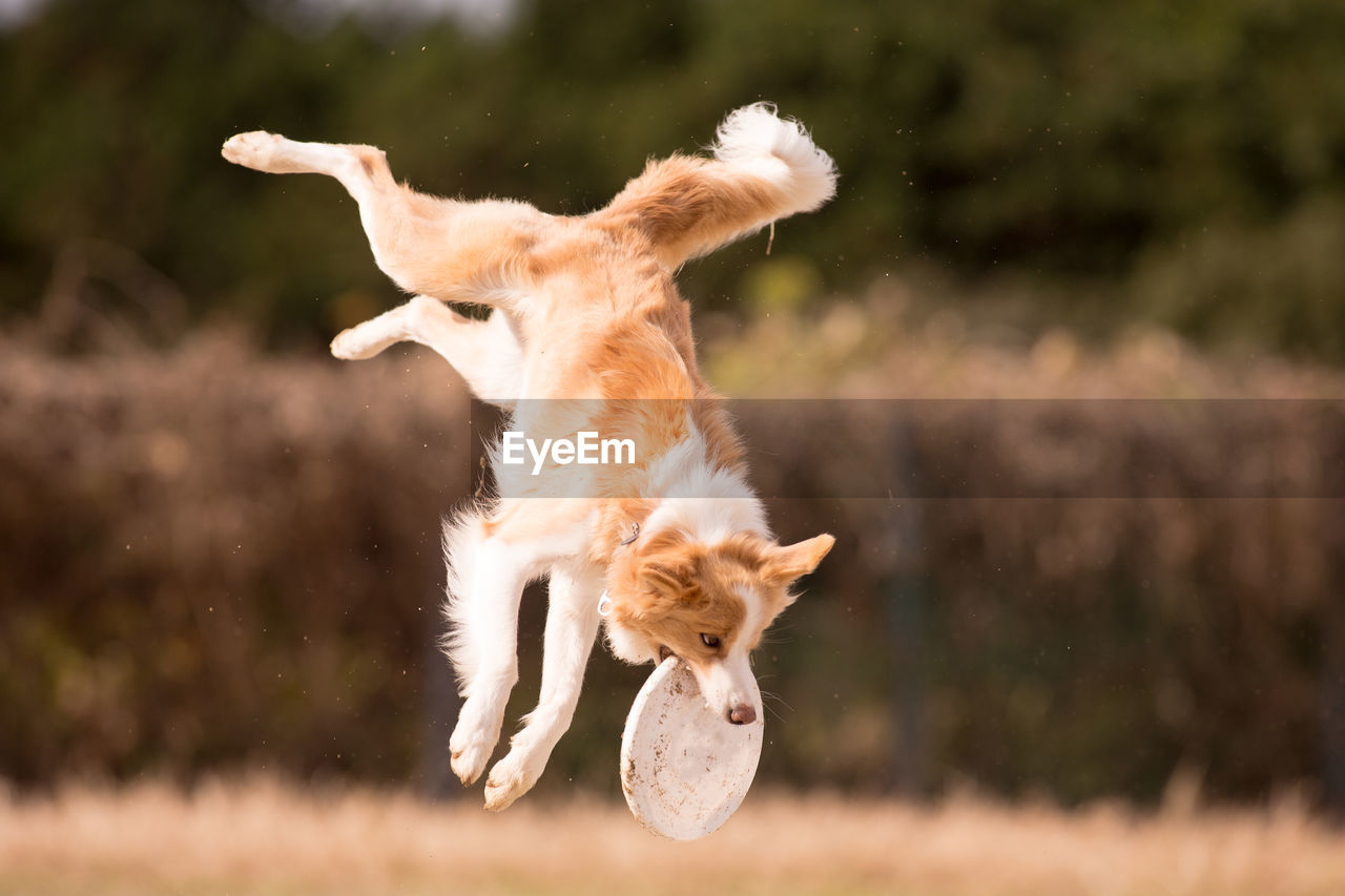 DOG JUMPING