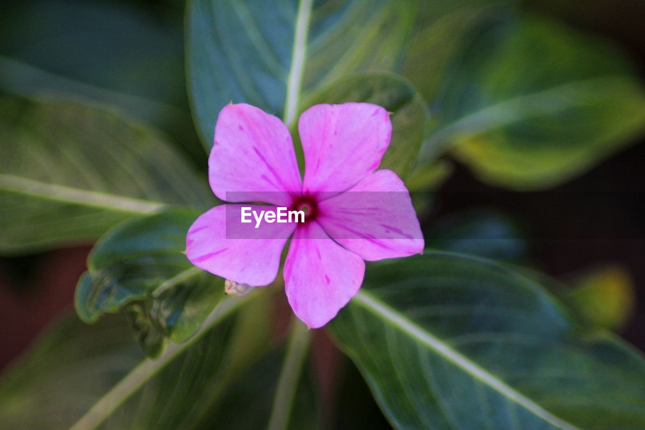 Close-up of pink periwinkle blooming at park