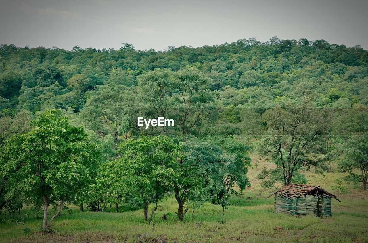 Trees on landscape against clear sky