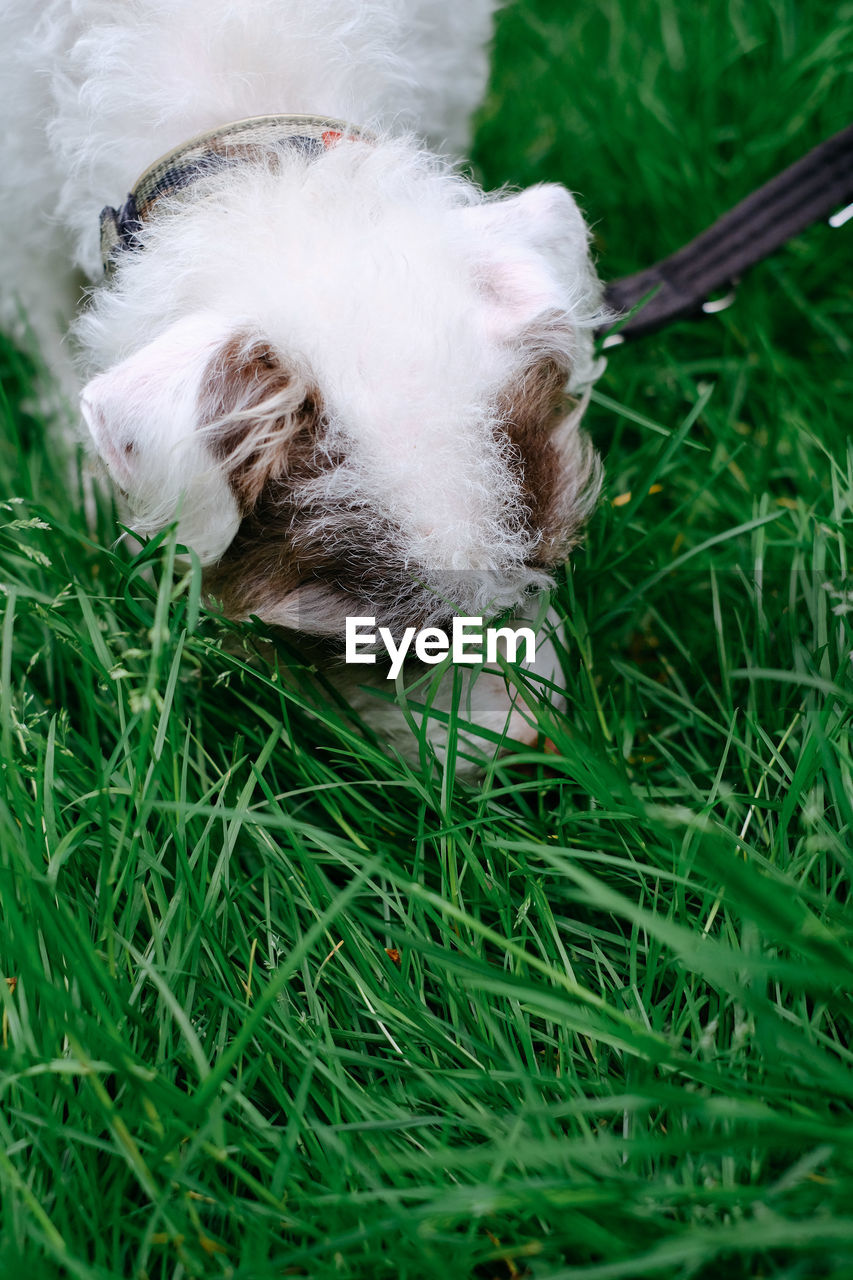 CLOSE-UP OF DOG ON GRASS