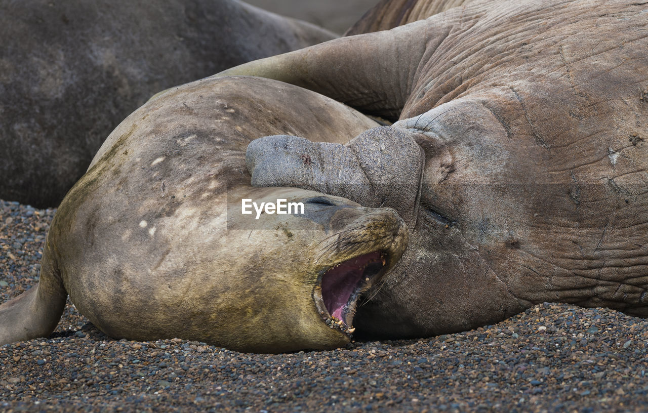 CLOSE-UP OF ANIMAL SLEEPING