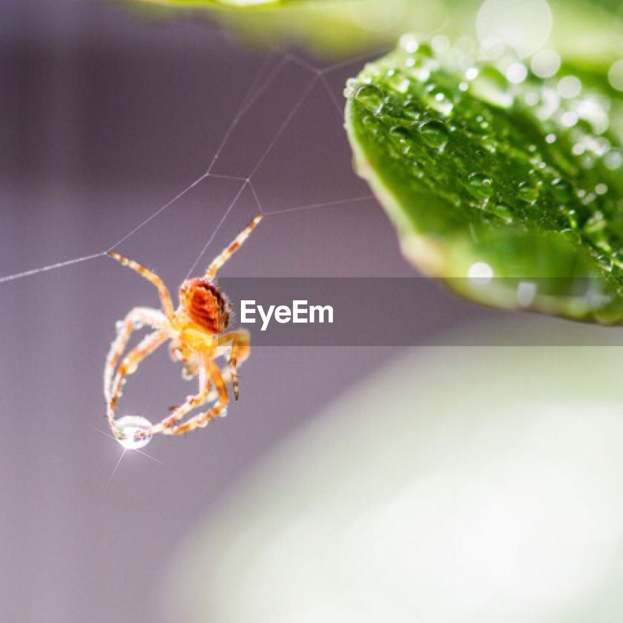 CLOSE-UP OF SPIDER ON WEB