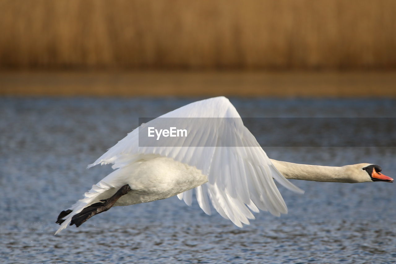Swan flying  over lake