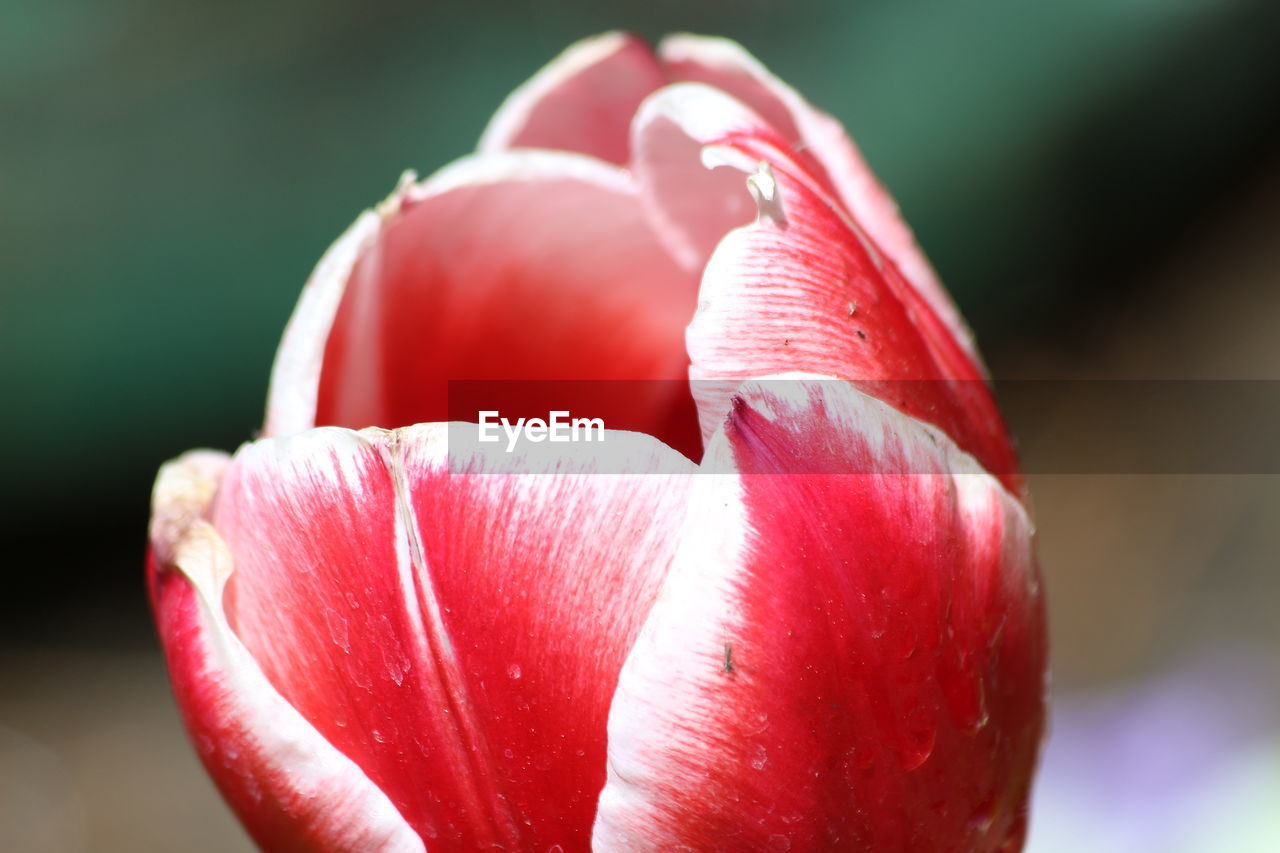 CLOSE-UP OF RED TULIP FLOWER