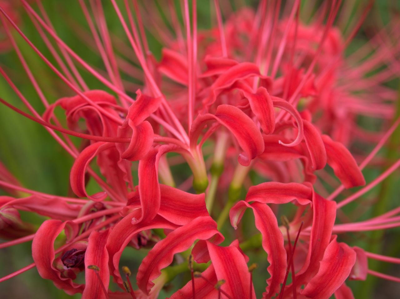 Close-up of pink flower