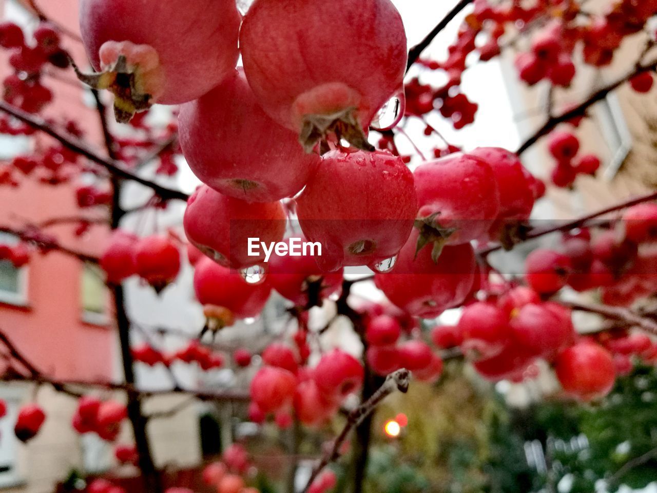 CLOSE-UP OF CHERRIES ON TREE