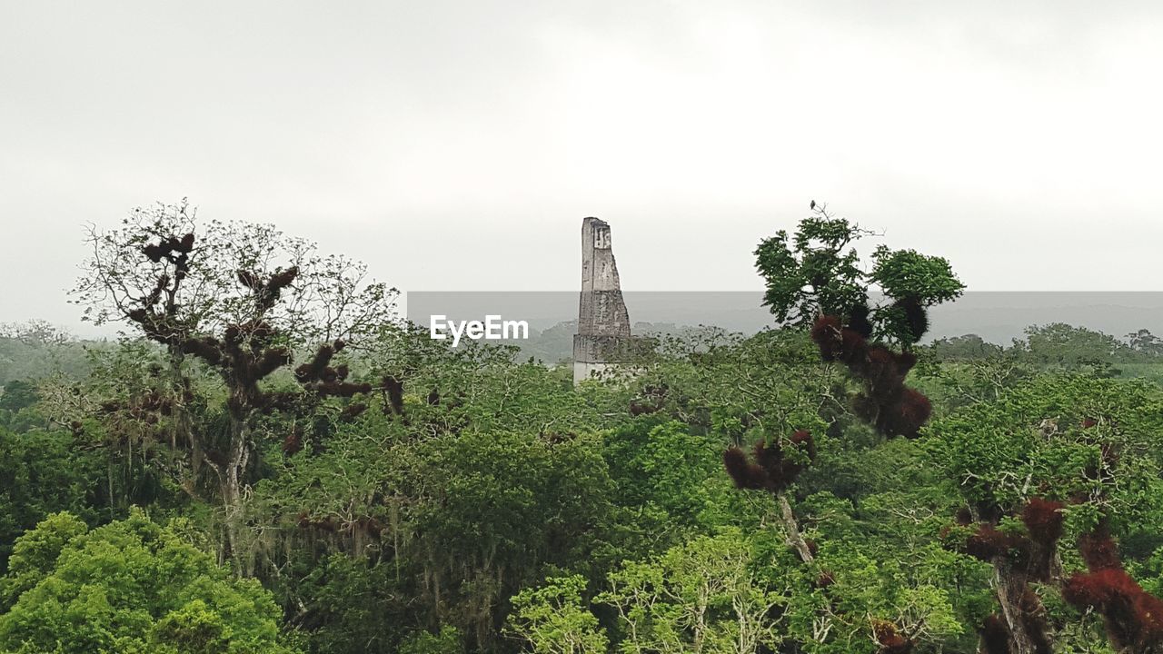 VIEW OF PLANTS AND TREES IN FRONT OF THE SKY