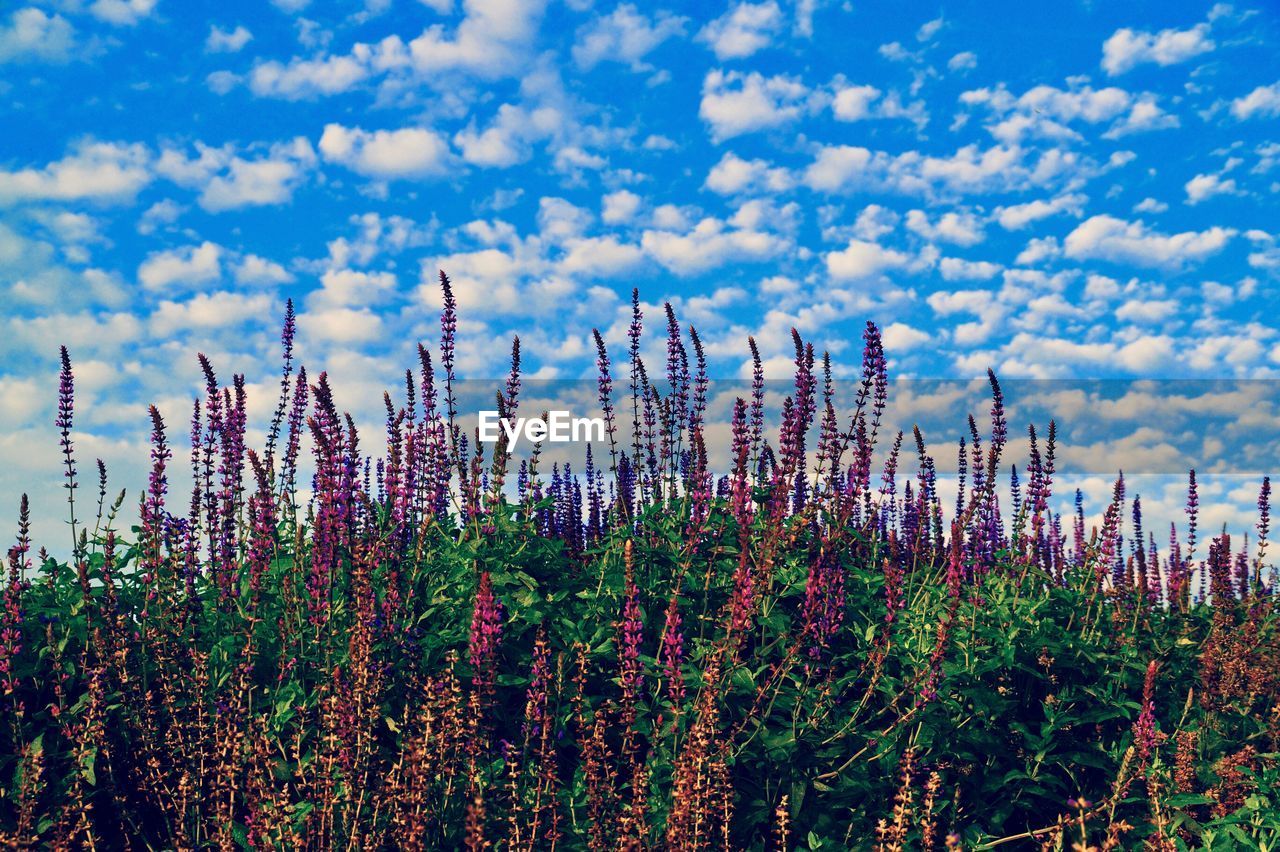 Close-up of plants against sky