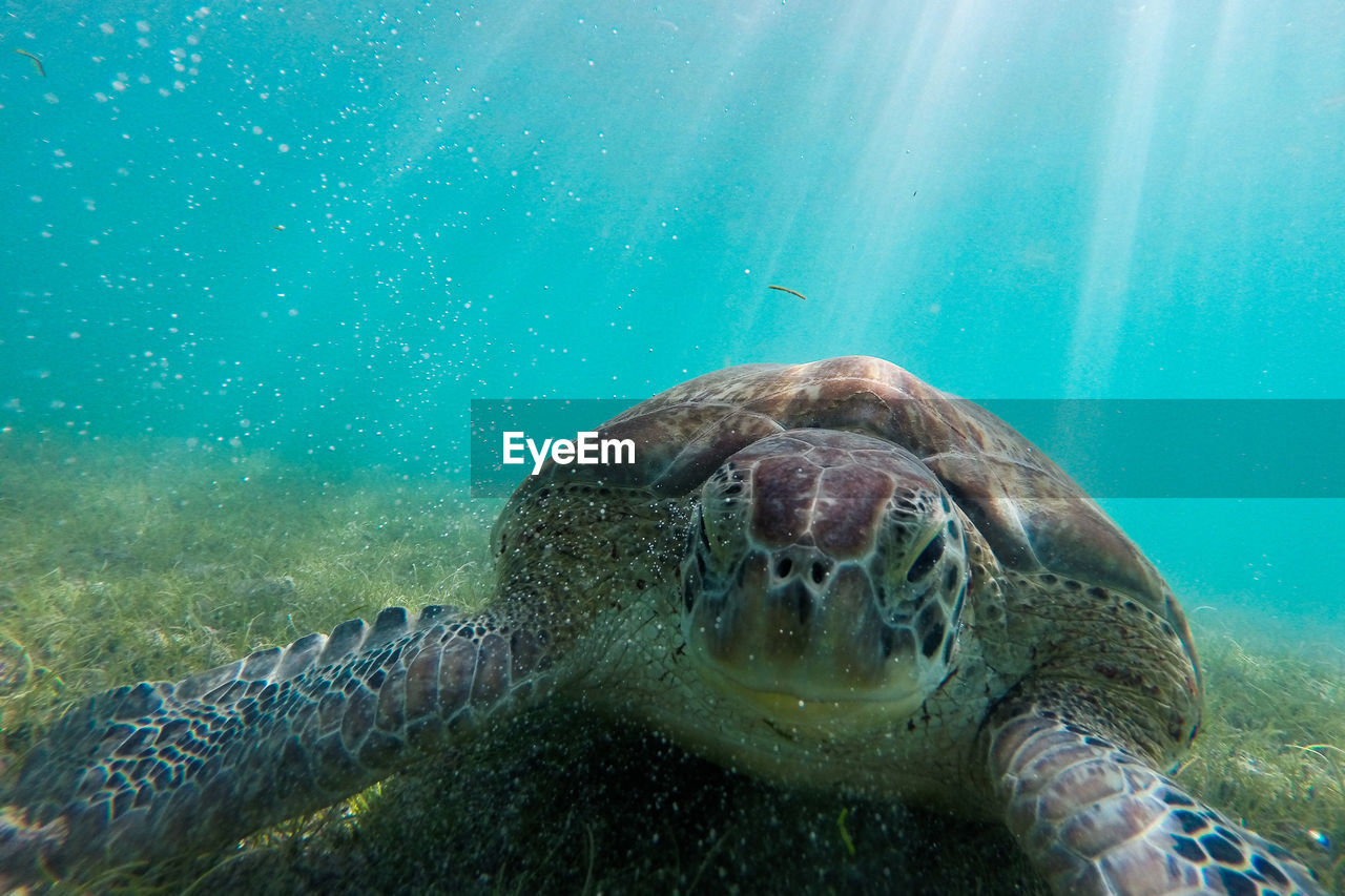 Close-up portrait of turtle swimming in water