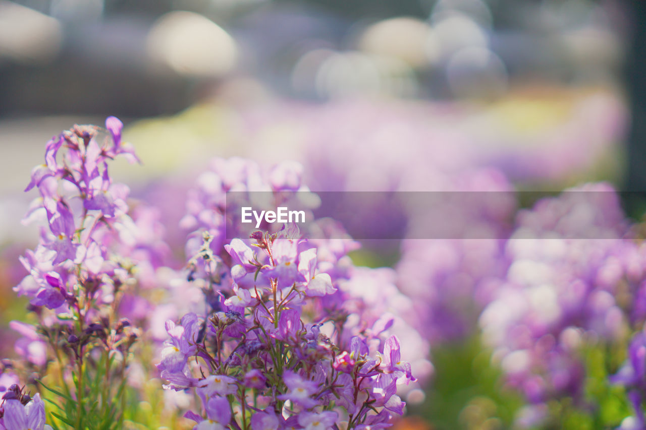 CLOSE-UP OF PURPLE FLOWERING PLANT