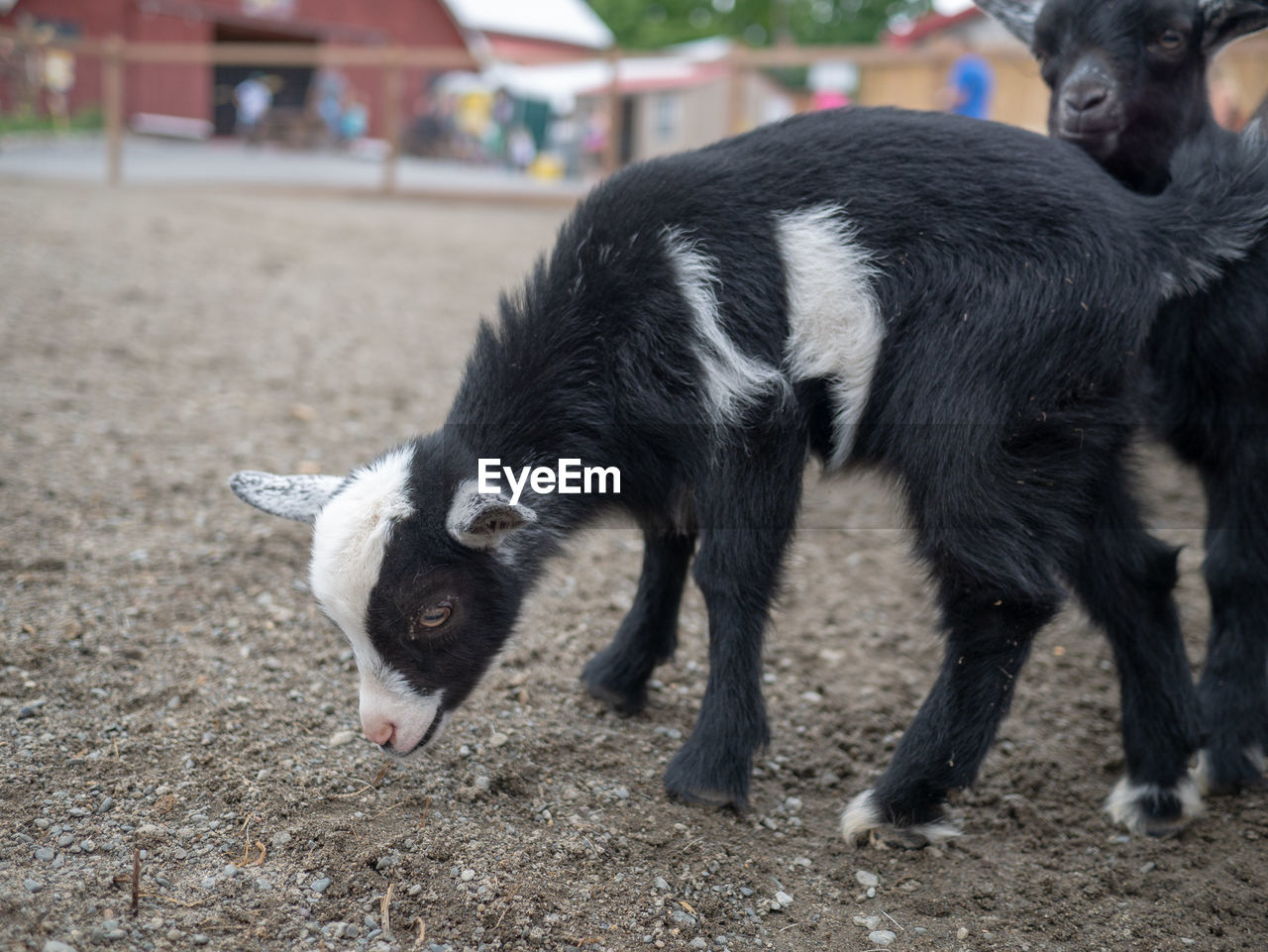 CLOSE-UP OF SHEEP