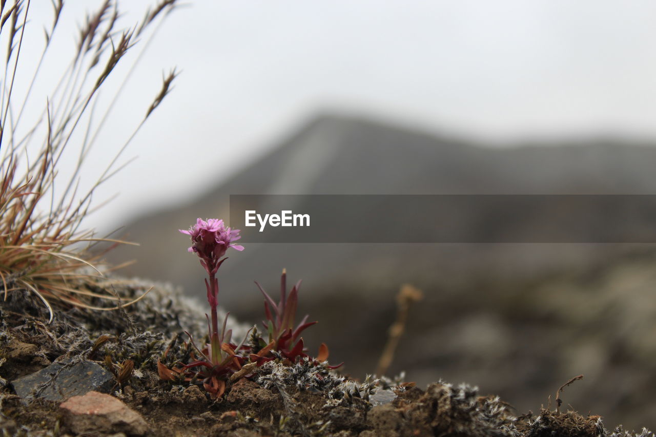 Close-up of flowering plant on land