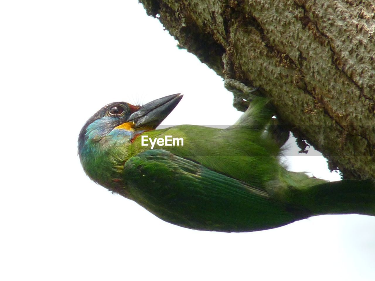 CLOSE-UP OF SPARROW PERCHING ON TREE AGAINST CLEAR SKY