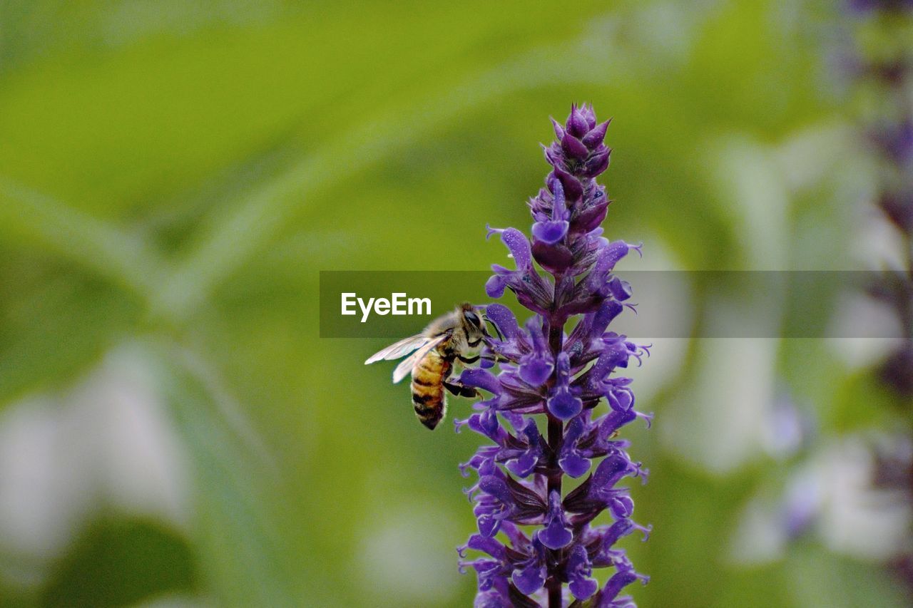 Close-up of bee pollinating on fresh purple flower