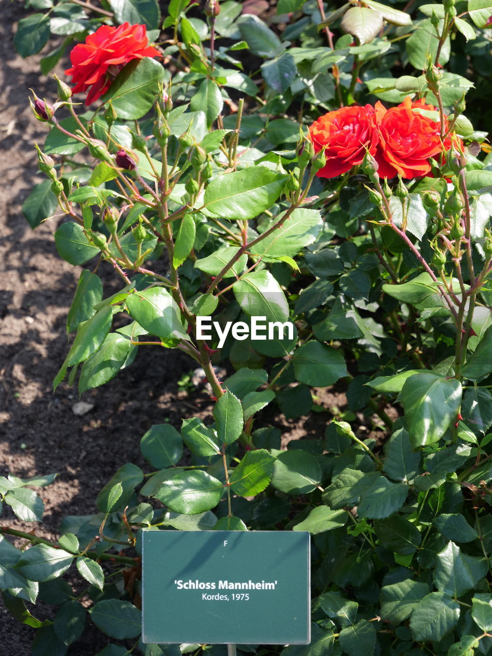 CLOSE-UP OF RED FLOWERING PLANT WITH TEXT ON PLANTS