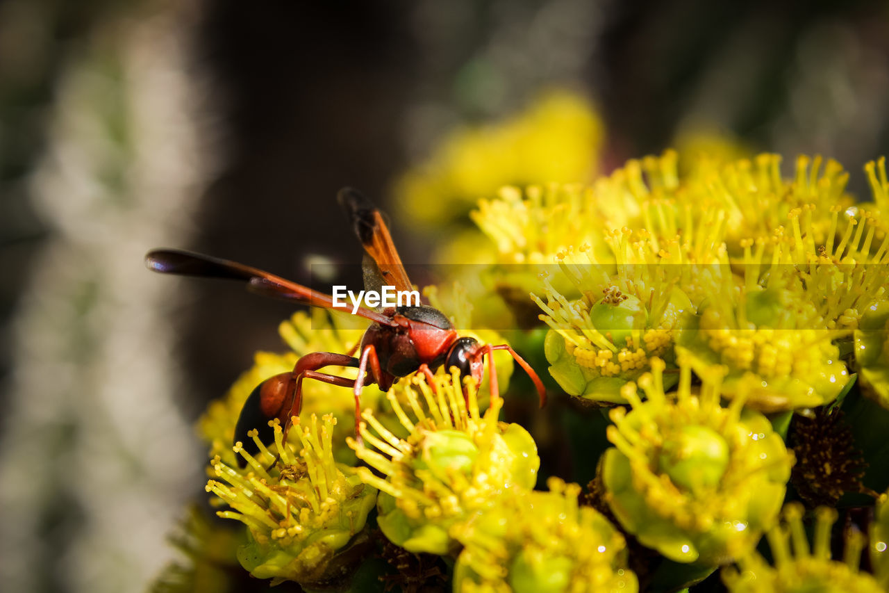 CLOSE-UP OF BEE ON YELLOW FLOWERS