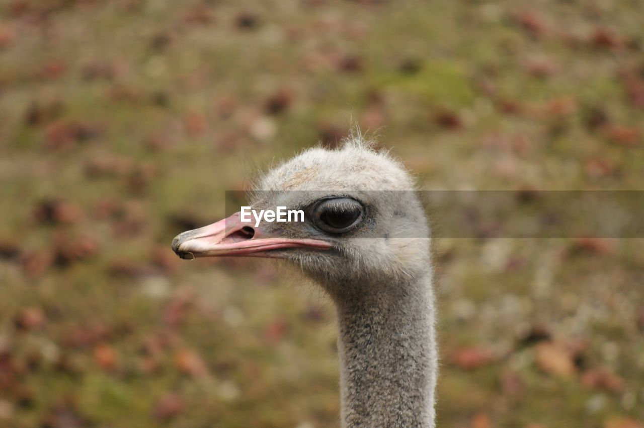 CLOSE-UP OF OSTRICH