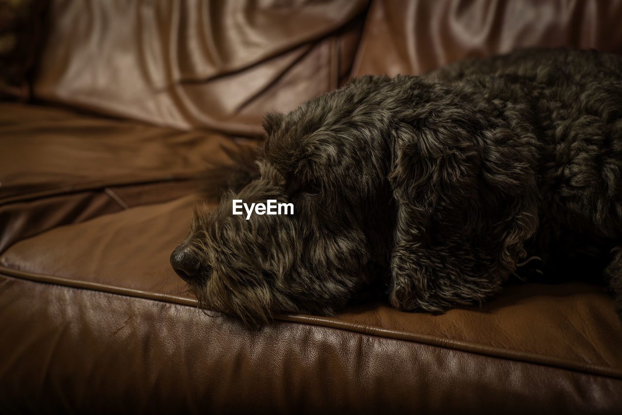 Close-up of dog sleeping on bed at home