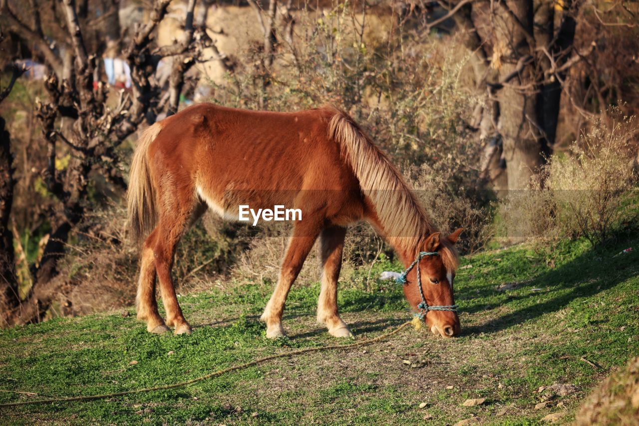 Horses grazing in a field