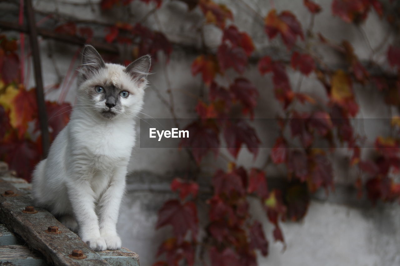 Portrait of cat by leaves