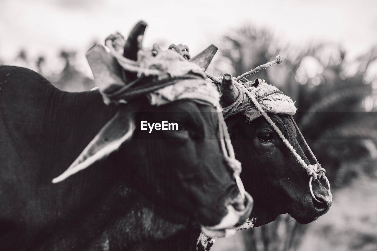 Close-up of cows