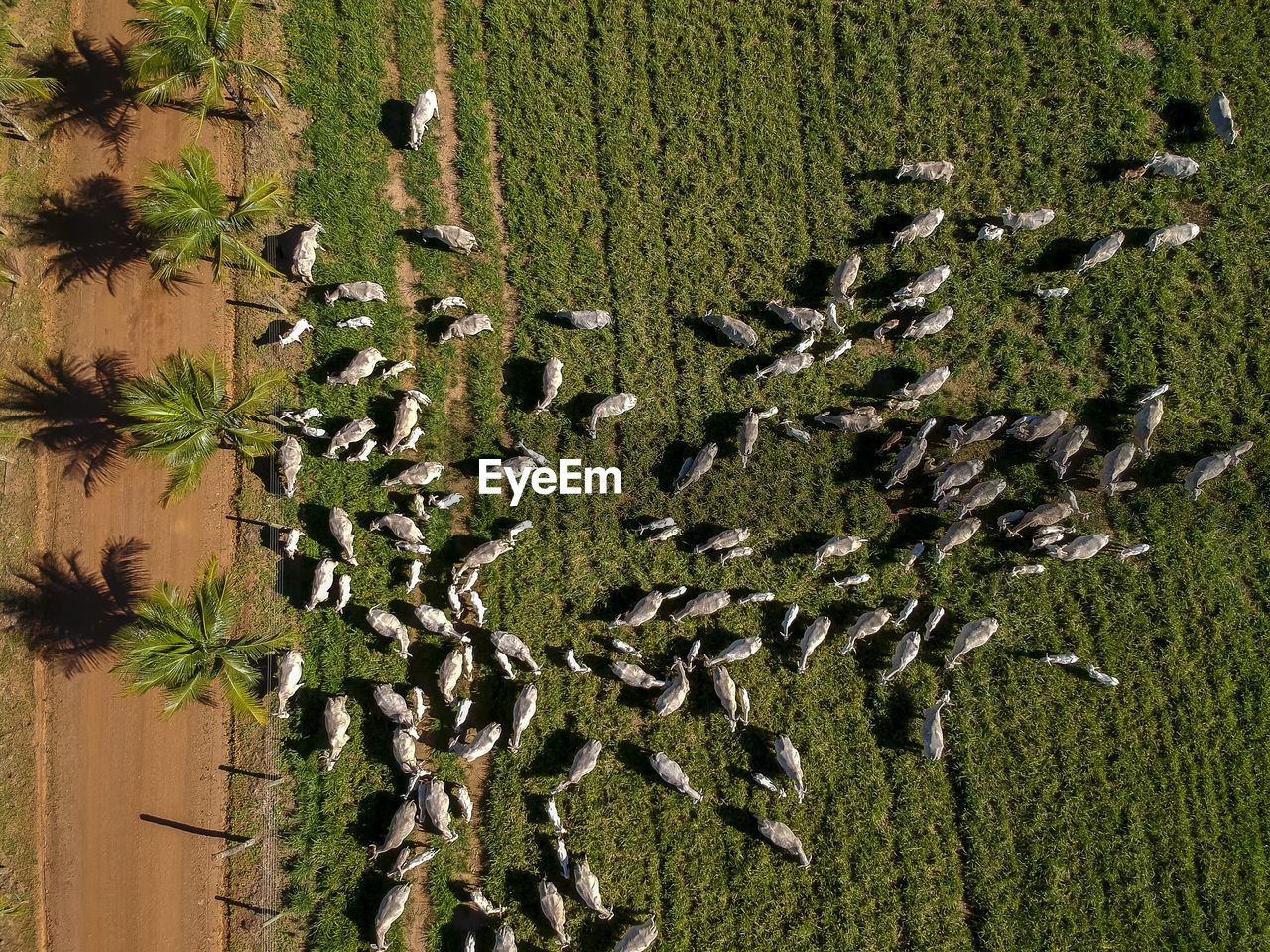 Top view of nellore cattle herd on green pasture in brazil