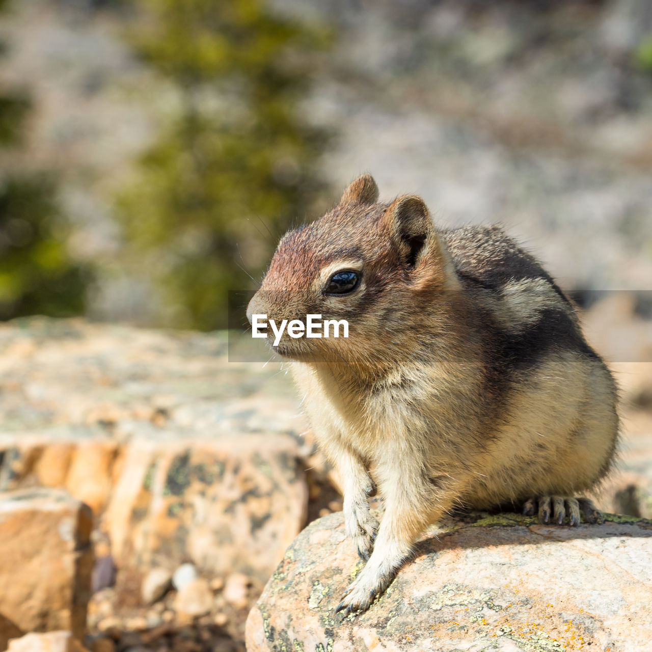 Close-up of squirrel on rock