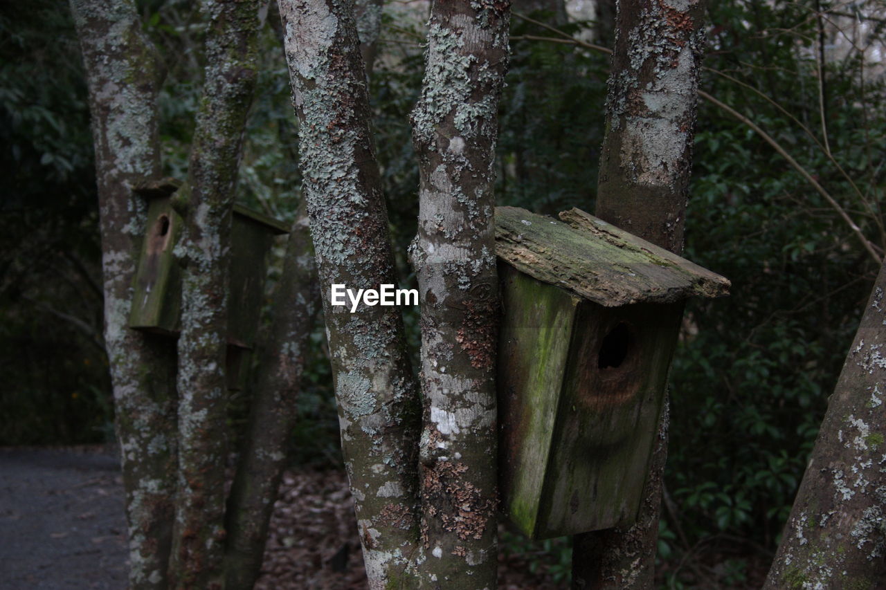 MUSHROOMS GROWING ON TREE TRUNK IN FOREST