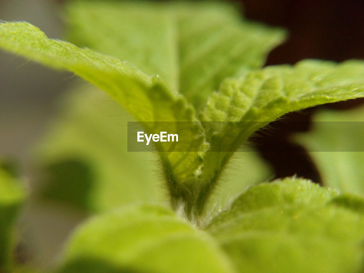 CLOSE-UP OF PLANT LEAF