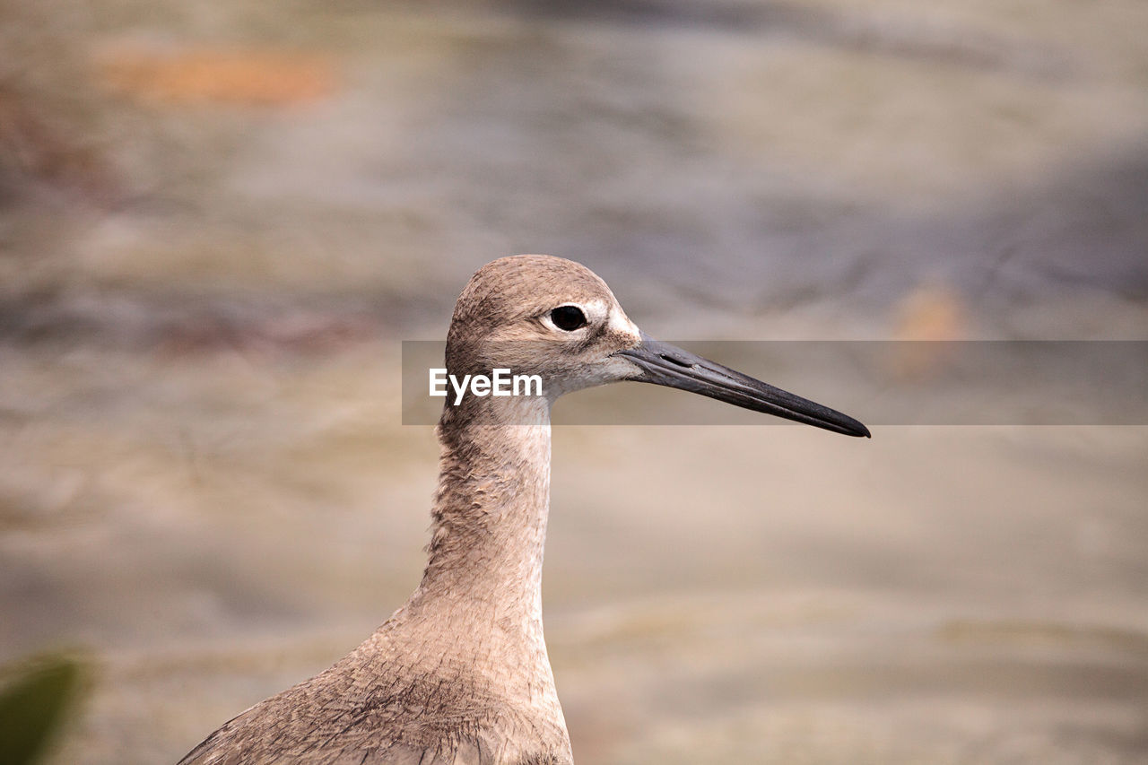 CLOSE-UP OF A BIRD