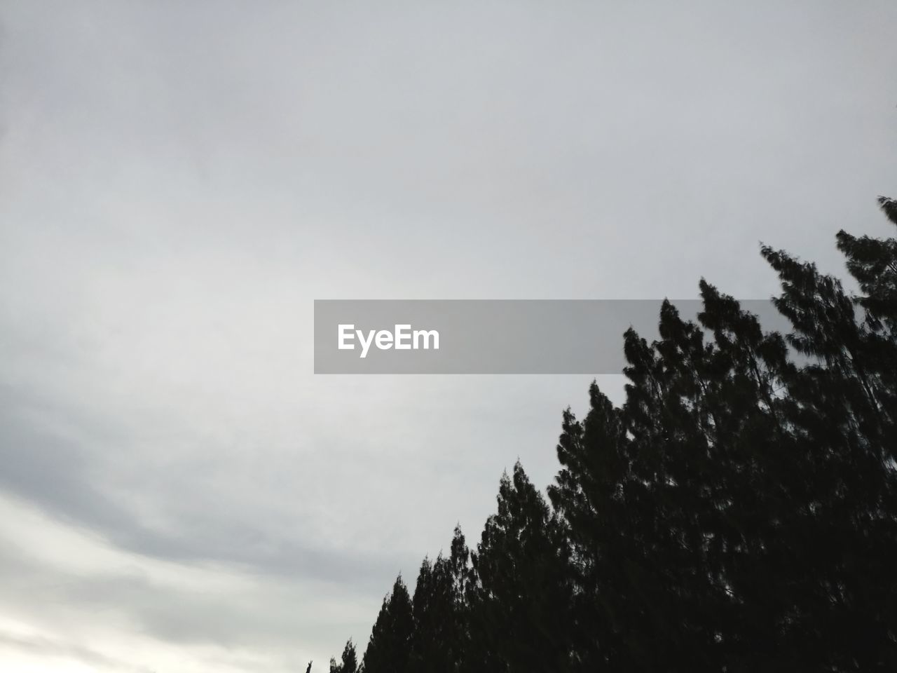 LOW ANGLE VIEW OF TREES AGAINST SKY