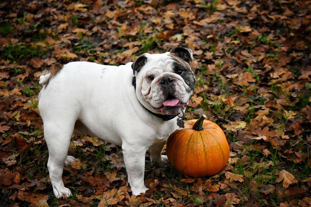 PORTRAIT OF DOG STANDING BY PUMPKIN