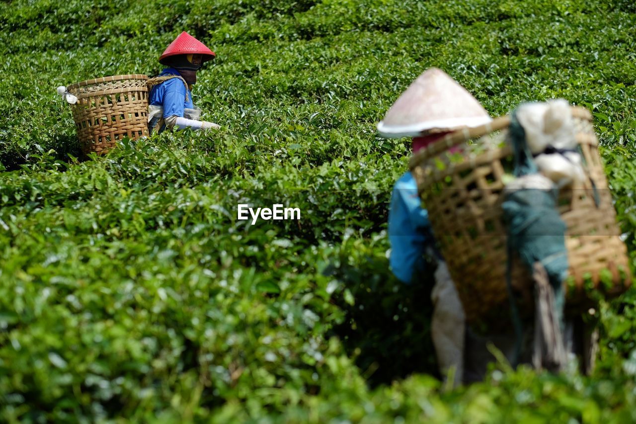 PEOPLE WORKING IN BASKET