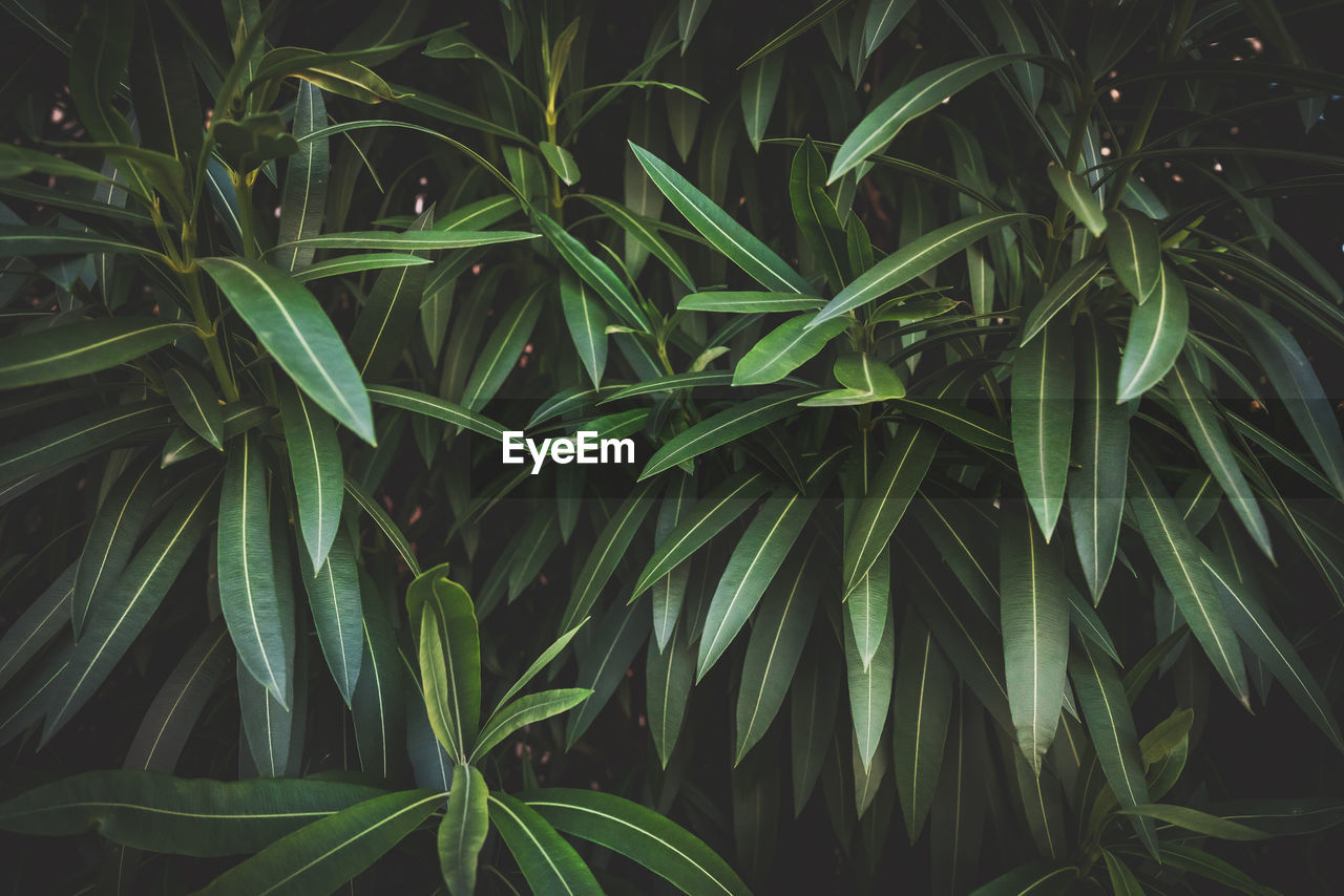 Full frame shot of fresh green plants