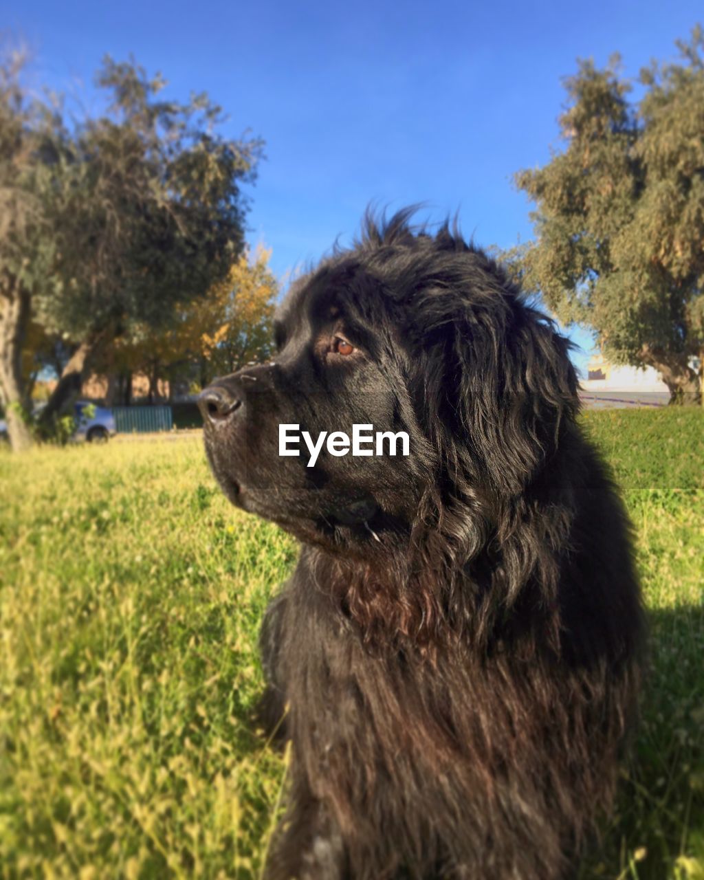 CLOSE-UP OF DOG SITTING ON GRASSY FIELD