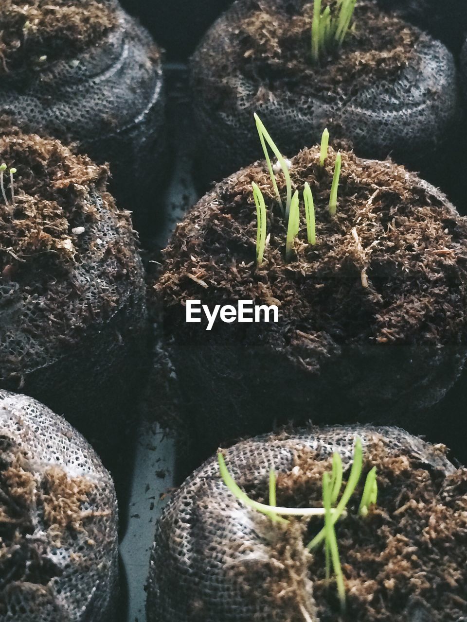 High angle view of seedlings