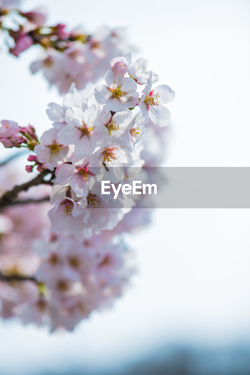 Close-up of cherry blossoms in spring