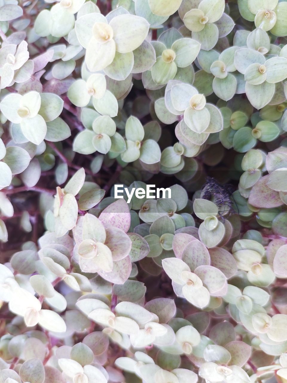 Backgrounds Full Frame Science Biology Microbiology Close-up Plant Hydrangea Blooming Cosmos Flower Plant Part Petal In Bloom Dahlia Hibiscus Periwinkle Single Flower Plant Life Flower Head Fragility Osteospermum Fungus Botany Growing Pollen