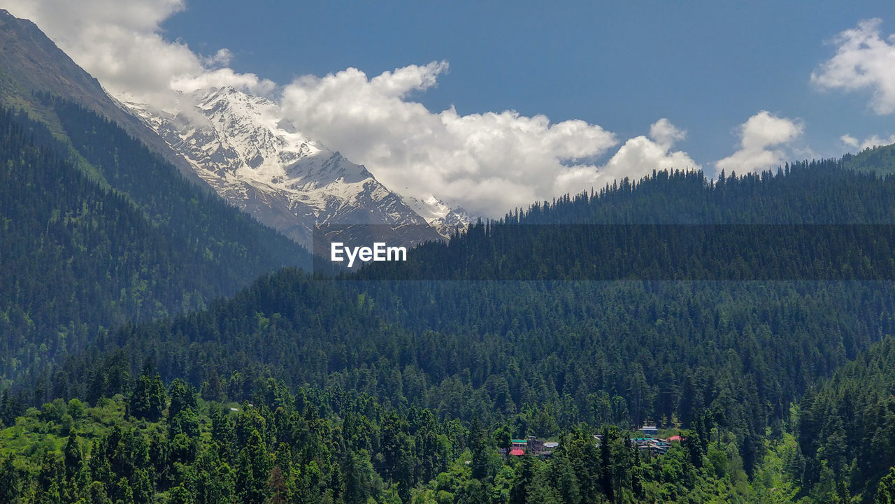 Scenic view of pine trees against sky