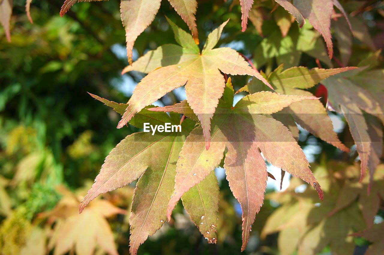 CLOSE-UP OF LEAVES ON PLANT