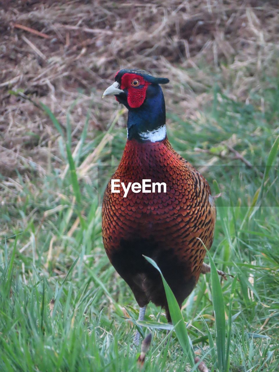 Male pheasant in irelan