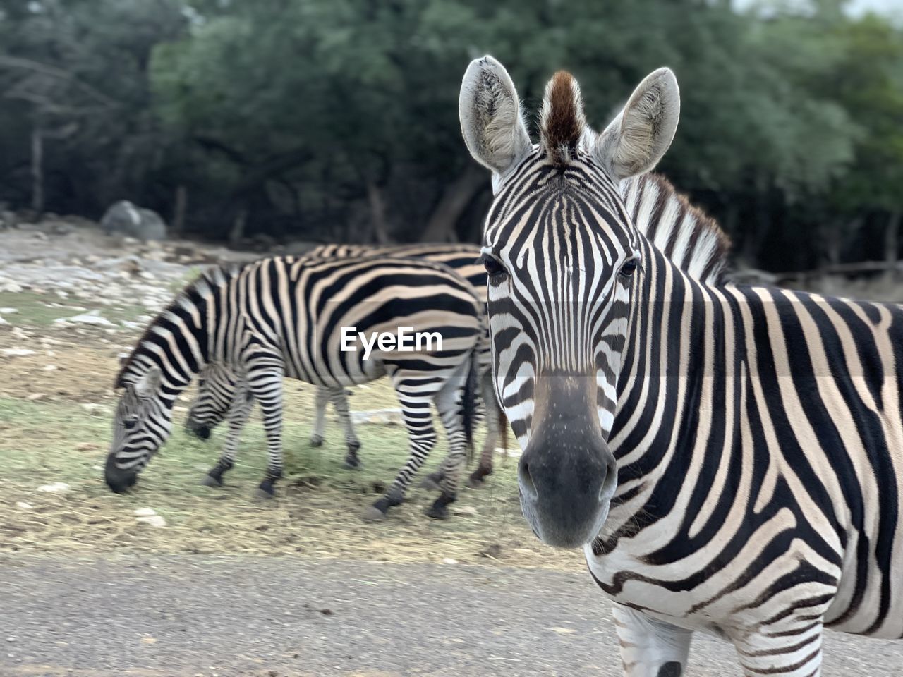 Zebras standing in a zebra