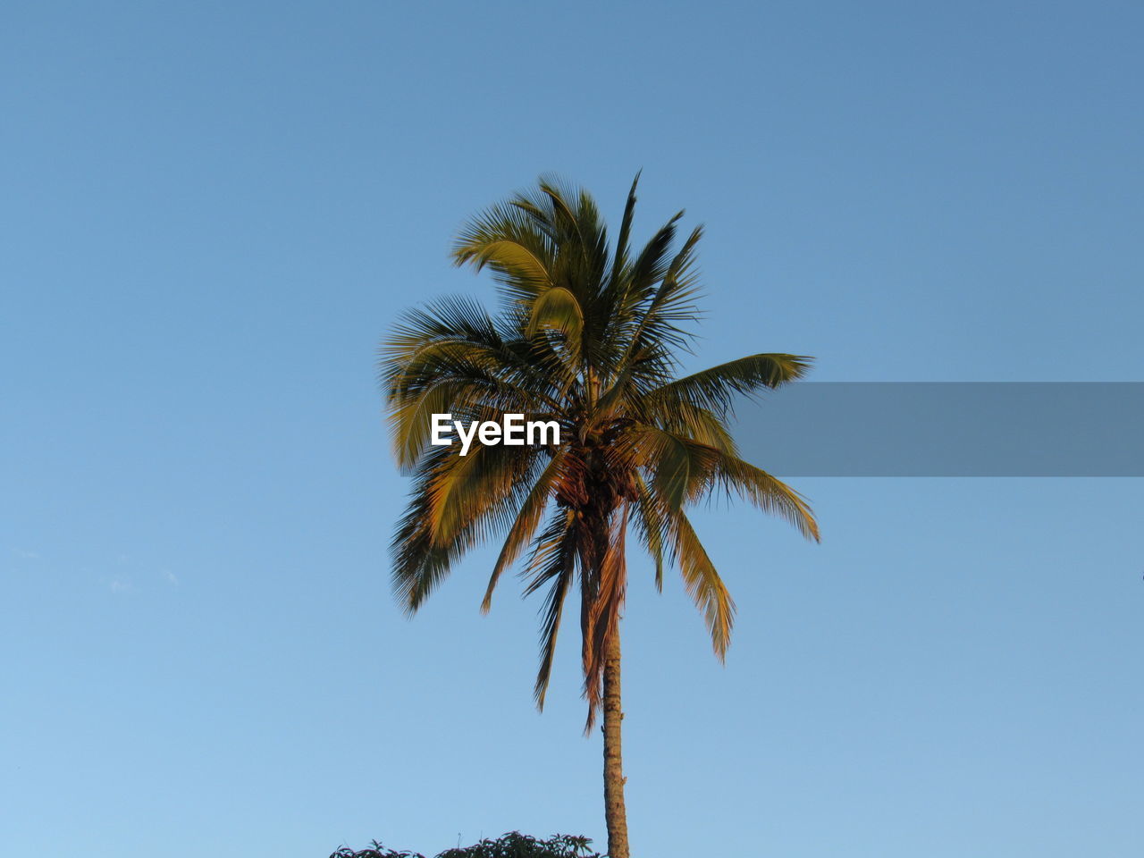 LOW ANGLE VIEW OF PALM TREE AGAINST CLEAR SKY