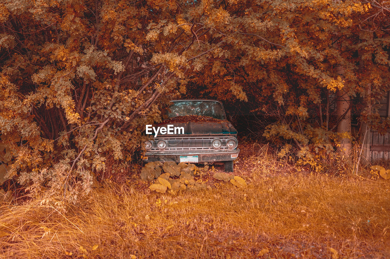 Rusty, abandoned car between bushes somewhere in utah